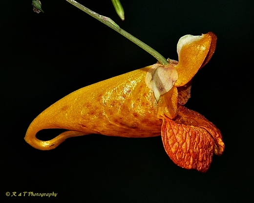{Impatiens capensis}